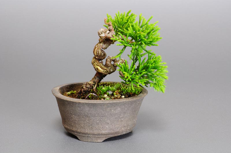 シンパク-E1（しんぱく・真柏）松柏盆栽の販売と育て方・作り方・Juniperus chinensis bonsai