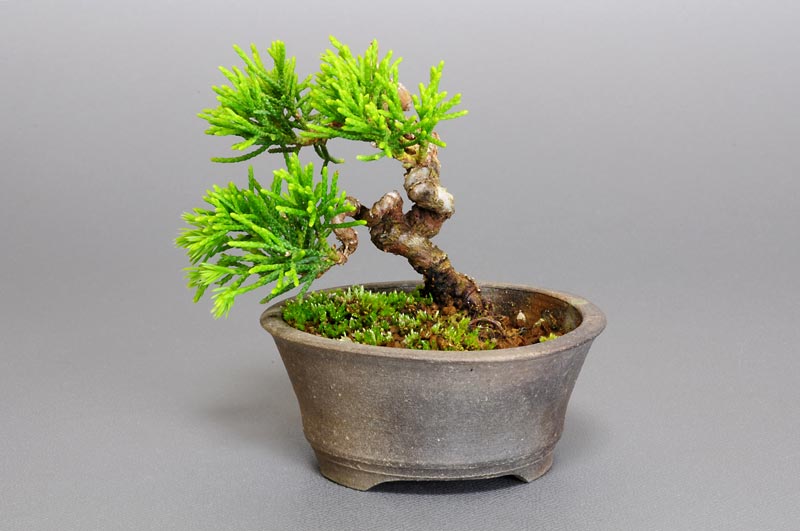 豆盆栽・シンパク-E1（しんぱく・真柏）松柏盆栽を裏側から見た景色・Juniperus chinensis bonsai