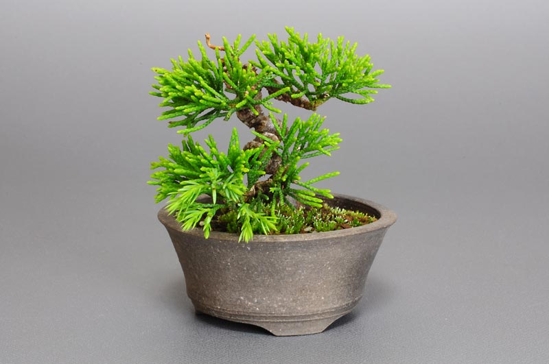 豆盆栽・シンパク-E1（しんぱく・真柏）松柏盆栽を右側から見た景色・Juniperus chinensis bonsai