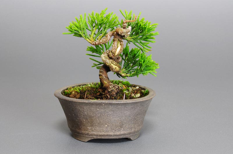 豆盆栽・シンパク-E1（しんぱく・真柏）松柏盆栽を左側から見た景色・Juniperus chinensis bonsai