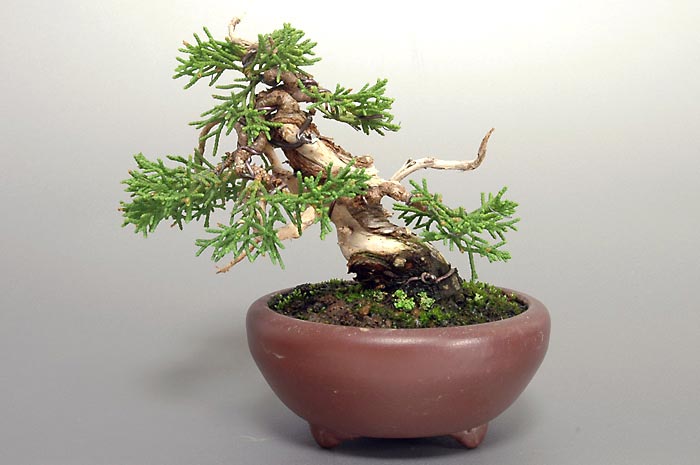 シンパクF-2（しんぱく・真柏）松柏盆栽を裏側から見た景色・Juniperus chinensis bonsai