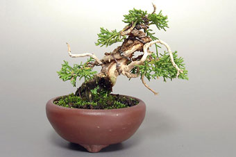 シンパク-F（しんぱく・真柏）盆栽の樹作りの参考樹形・Juniperus chinensis Best bonsai