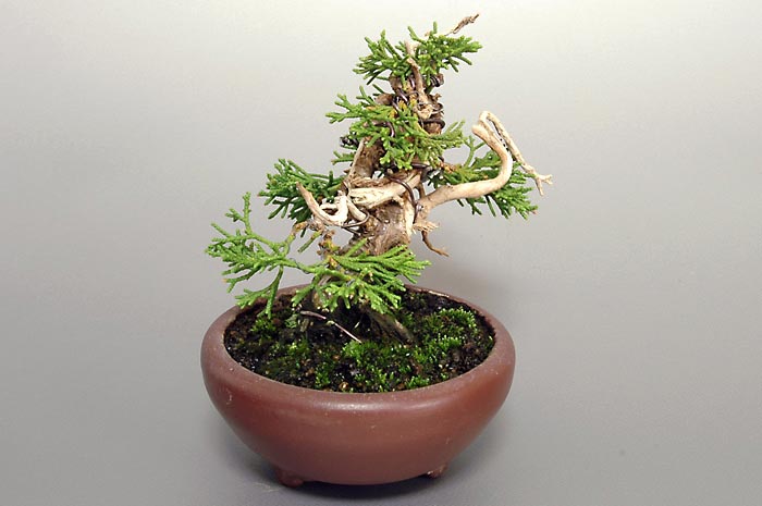 シンパクF-4（しんぱく・真柏）松柏盆栽を左側から見た景色・Juniperus chinensis bonsai