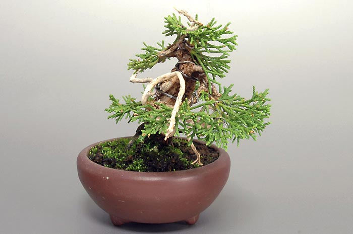 シンパクF-3（しんぱく・真柏）松柏盆栽を右側から見た景色・Juniperus chinensis bonsai