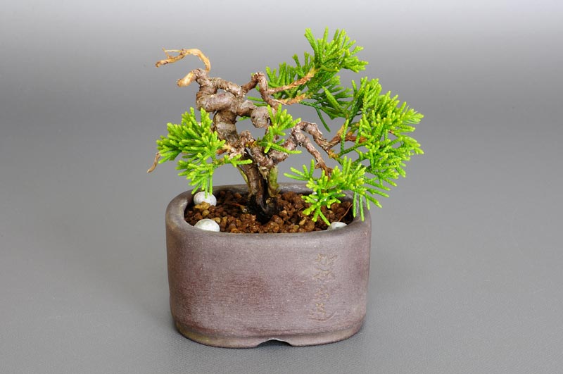 シンパク-F1（しんぱく・真柏）松柏盆栽の販売と育て方・作り方・Juniperus chinensis bonsai