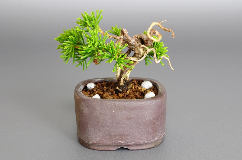 ミニ盆栽・シンパク-F1（しんぱく・真柏）松柏盆栽を裏側から見た景色・Juniperus chinensis bonsai