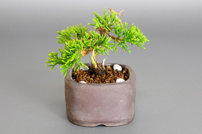 ミニ盆栽・シンパク-F1（しんぱく・真柏）松柏盆栽を右側から見た景色・Juniperus chinensis bonsai