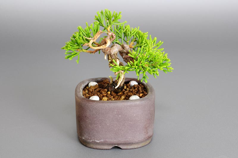 ミニ盆栽・シンパク-F1（しんぱく・真柏）松柏盆栽を左側から見た景色・Juniperus chinensis bonsai