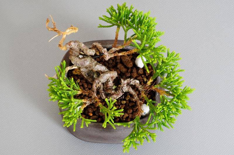 ミニ盆栽・シンパク-F1（しんぱく・真柏）松柏盆栽を上側から見た景色・Juniperus chinensis bonsai