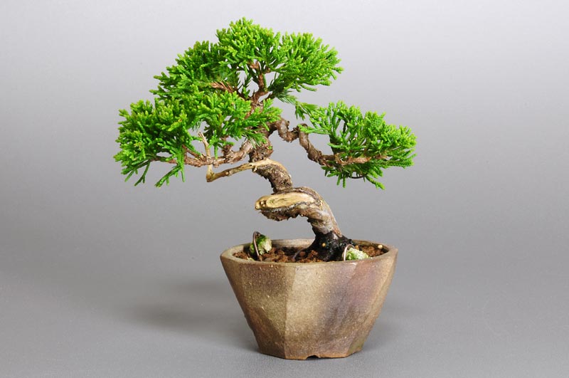 ミニ盆栽・シンパク-G1（しんぱく・真柏）松柏盆栽を裏側から見た景色・Juniperus chinensis bonsai