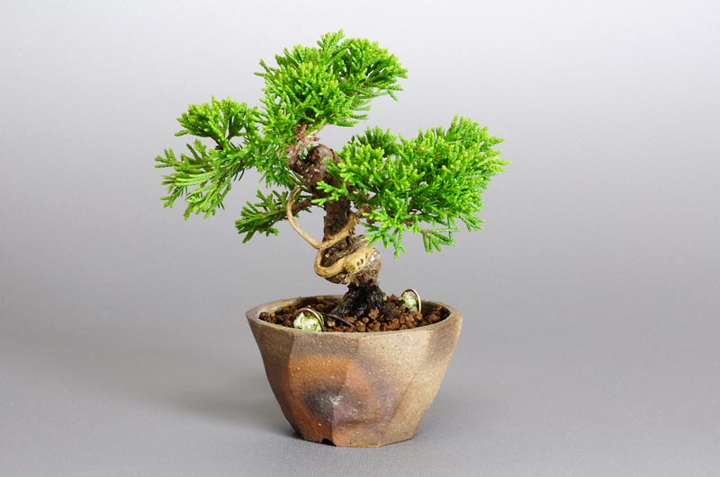 シンパク-G1（しんぱく・真柏）松柏盆栽を右側から見た景色・Juniperus chinensis bonsai