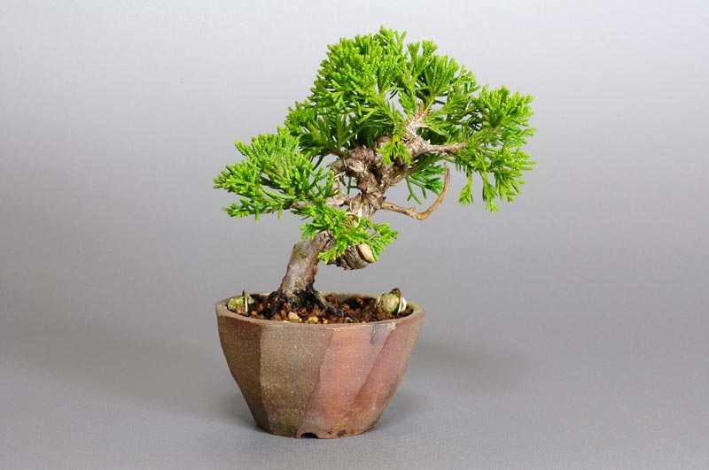 シンパク-G1（しんぱく・真柏）松柏盆栽を左側から見た景色・Juniperus chinensis bonsai