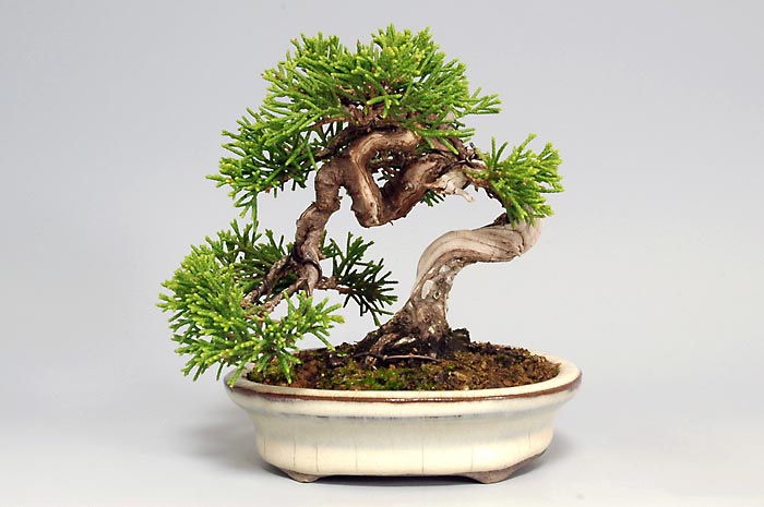シンパク-H(しんぱく・真柏)松柏盆栽の販売と育て方・作り方・Juniperus chinensis bonsai