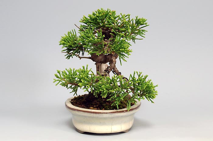 シンパク-H(しんぱく・真柏)松柏盆栽を左側から見た景色・Juniperus chinensis bonsai