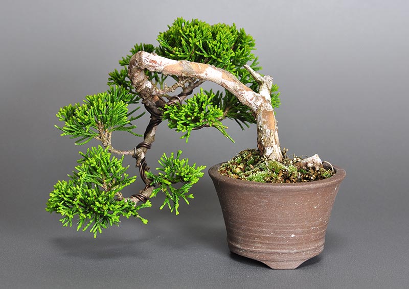 シンパク-H1-1（しんぱく・真柏）松柏盆栽の販売と育て方・作り方・Juniperus chinensis bonsai