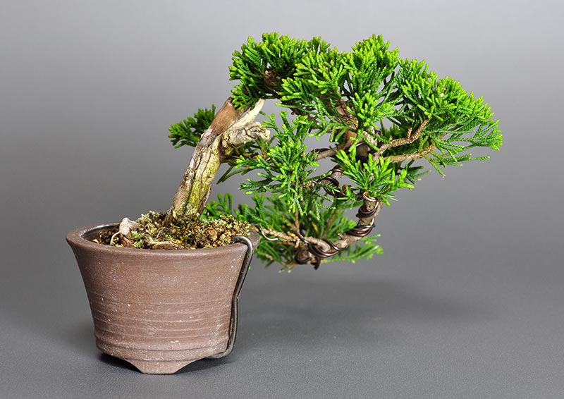 シンパク-H1-1（しんぱく・真柏）松柏盆栽を裏側から見た景色・Juniperus chinensis bonsai