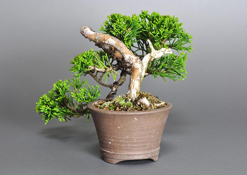 シンパク-H1-1（しんぱく・真柏）松柏盆栽を右側から見た景色・Juniperus chinensis bonsai