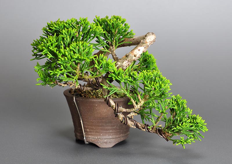 シンパク-H1-1（しんぱく・真柏）松柏盆栽を左側から見た景色・Juniperus chinensis bonsai