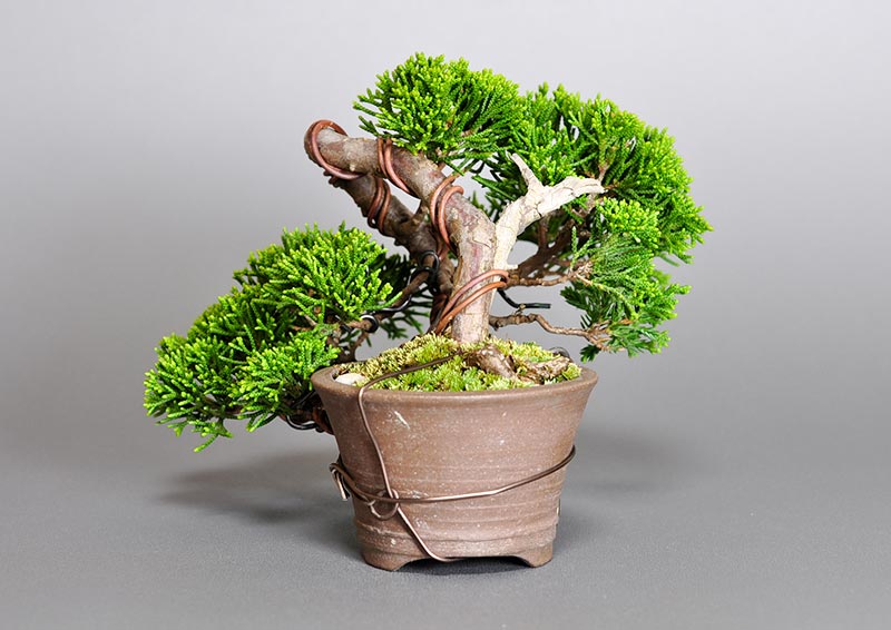 シンパク-H1（しんぱく・真柏）松柏盆栽を右側から見た景色・Juniperus chinensis bonsai