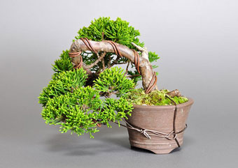 シンパク-H1（しんぱく・真柏）盆栽の樹作りの参考樹形・Juniperus chinensis Best bonsai