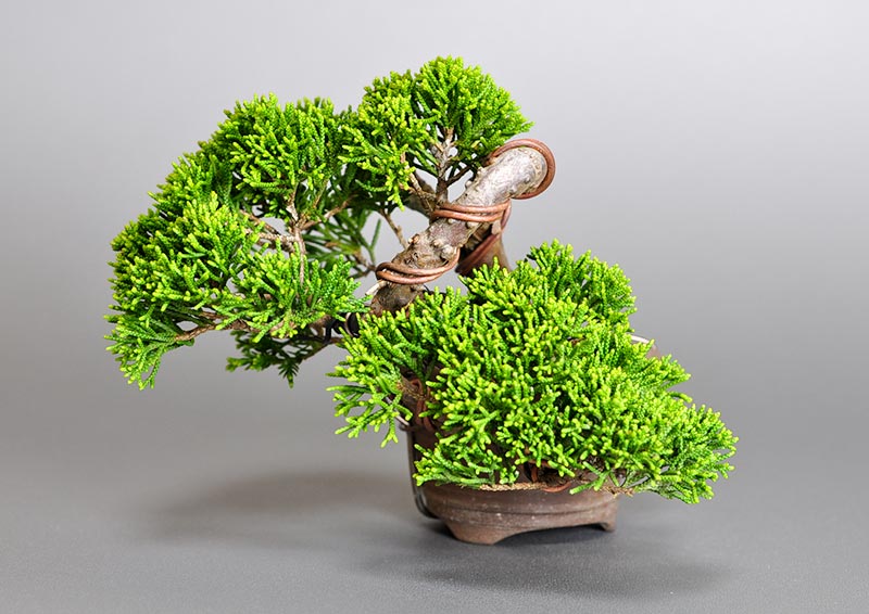 シンパク-H1（しんぱく・真柏）松柏盆栽を左側から見た景色・Juniperus chinensis bonsai