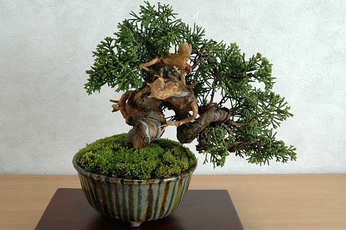 シンパクI-1（しんぱく・真柏）ミニ盆栽の販売と育て方・作り方・Juniperus chinensis bonsai
