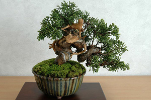 シンパク-I（しんぱく・真柏）松柏盆栽の成長記録-1・Juniperus chinensis bonsai