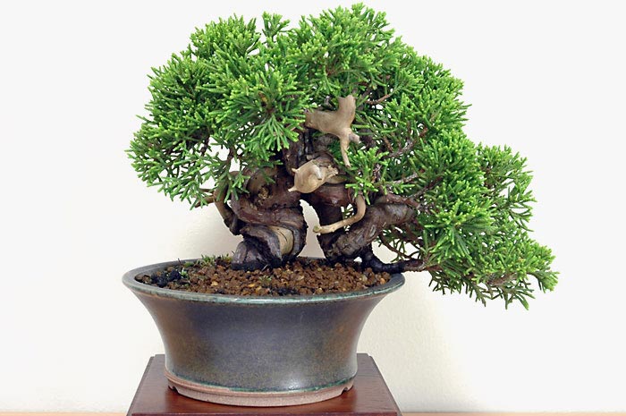 シンパク-I-2（しんぱく・真柏）松柏盆栽の販売と育て方・作り方・Juniperus chinensis bonsai