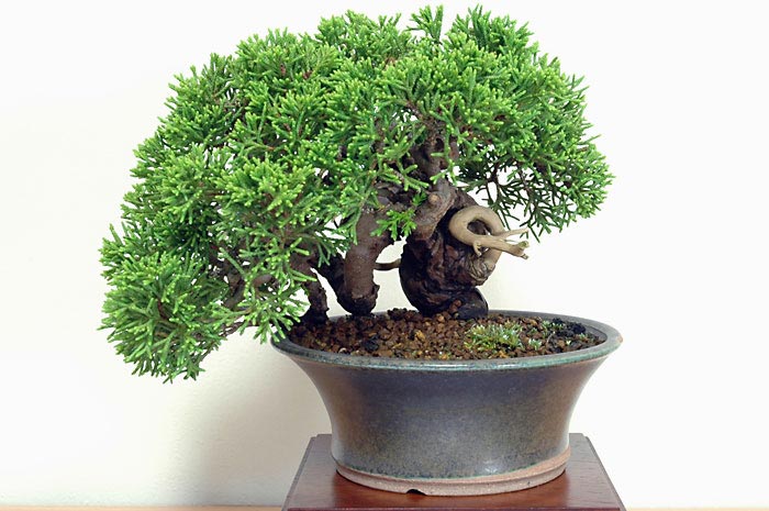 シンパク-I-2（しんぱく・真柏）松柏盆栽を裏側から見た景色・Juniperus chinensis bonsai