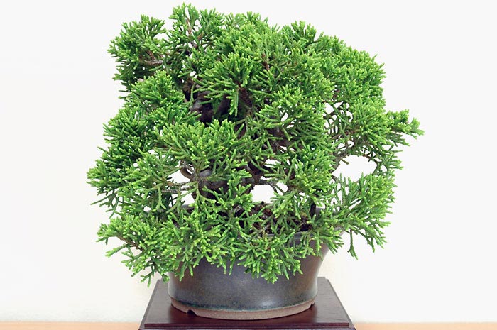 シンパク-I-2（しんぱく・真柏）松柏盆栽を右側から見た景色・Juniperus chinensis bonsai