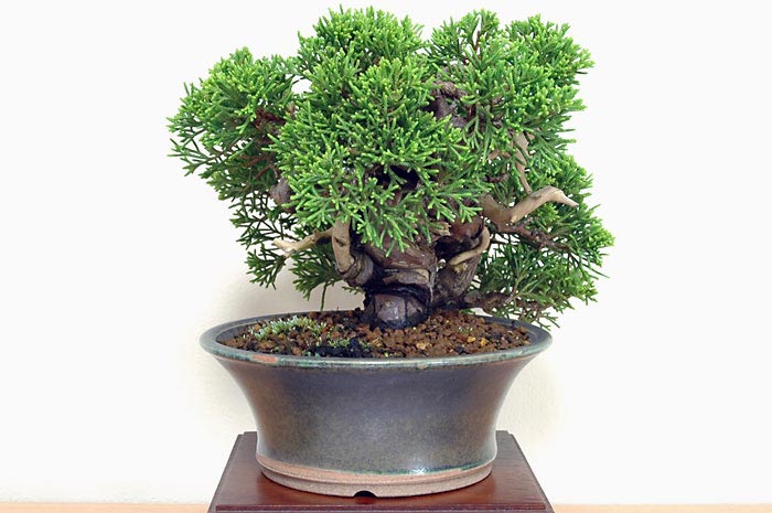 シンパク-I-2（しんぱく・真柏）松柏盆栽を左側から見た景色・Juniperus chinensis bonsai