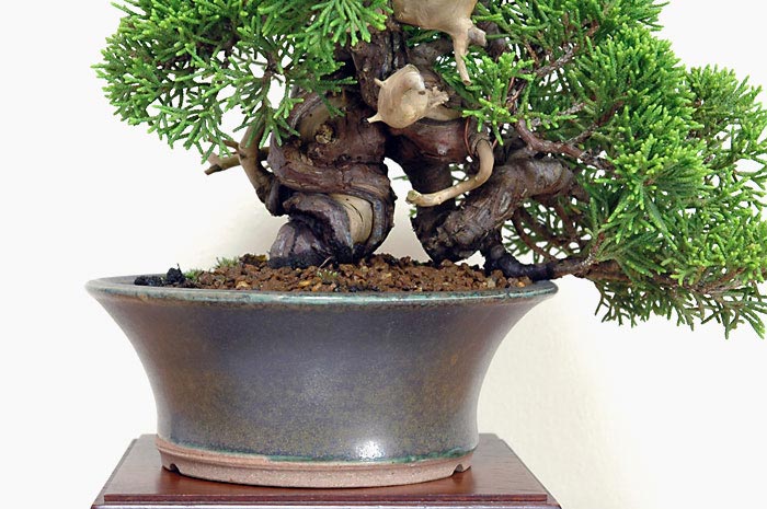 シンパク-I-2（しんぱく・真柏）松柏盆栽を拡大して見た景色・Juniperus chinensis bonsai