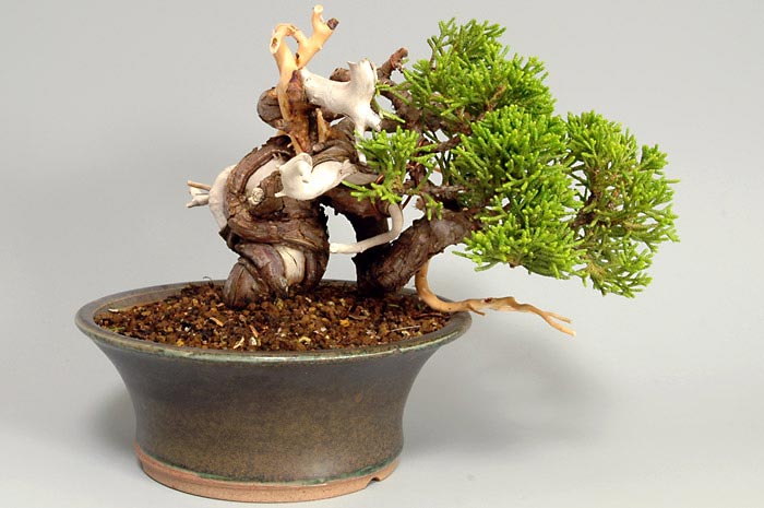 シンパク-I（しんぱく・真柏）松柏盆栽の販売と育て方・作り方・Juniperus chinensis bonsai