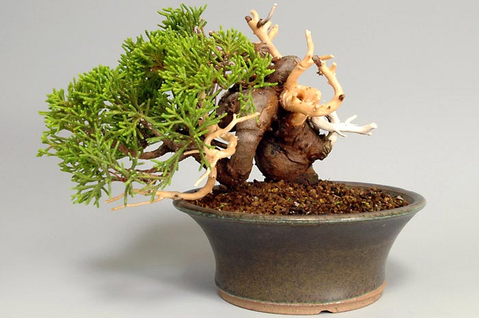 シンパク-I（しんぱく・真柏）松柏盆栽を裏側から見た景色・Juniperus chinensis bonsai