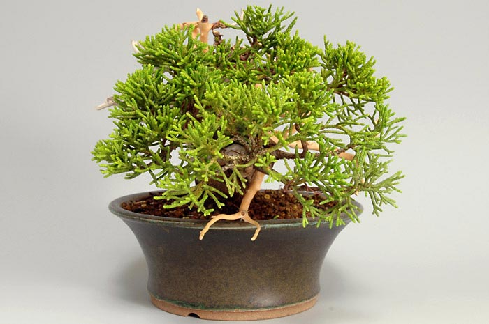 シンパク-I（しんぱく・真柏）松柏盆栽を右側から見た景色・Juniperus chinensis bonsai