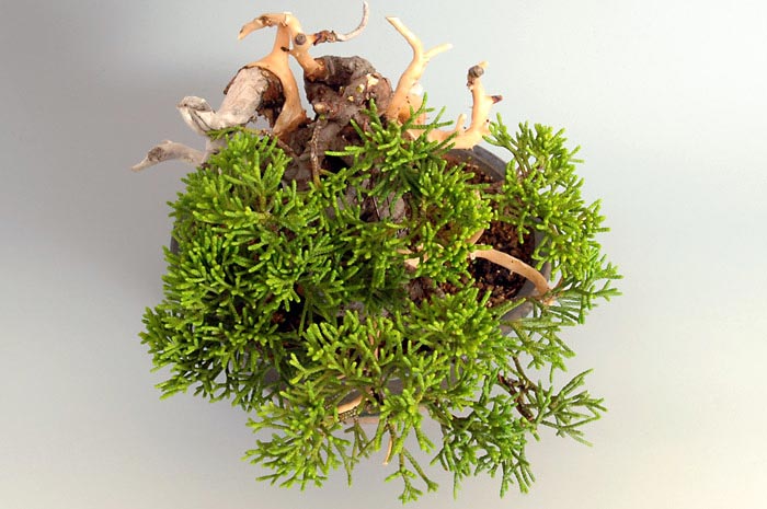 シンパク-I（しんぱく・真柏）松柏盆栽を右上側から見た景色・Juniperus chinensis bonsai