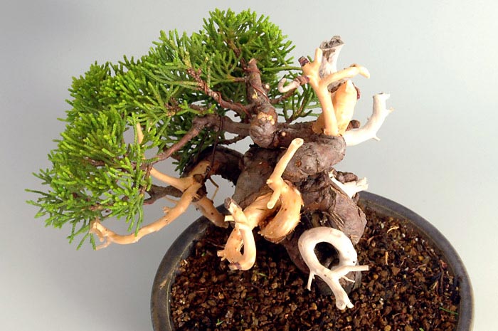 シンパク-I（しんぱく・真柏）松柏盆栽を左上側から見た景色・Juniperus chinensis bonsai