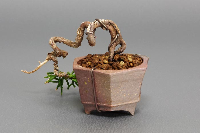 シンパク-J（しんぱく・真柏）松柏盆栽を裏側から見た景色・Juniperus chinensis bonsai