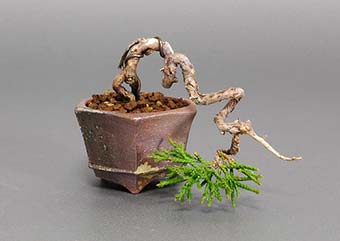 シンパク-J（真柏盆栽）Juniperus chinensis bonsai・プチ盆栽のベストコレクション・Best Collection of Petit Bonsai