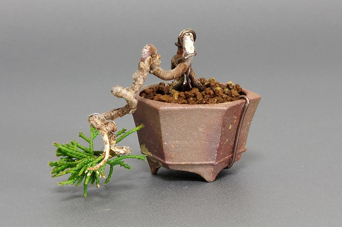 シンパク-J（しんぱく・真柏）松柏盆栽を右側から見た景色・Juniperus chinensis bonsai