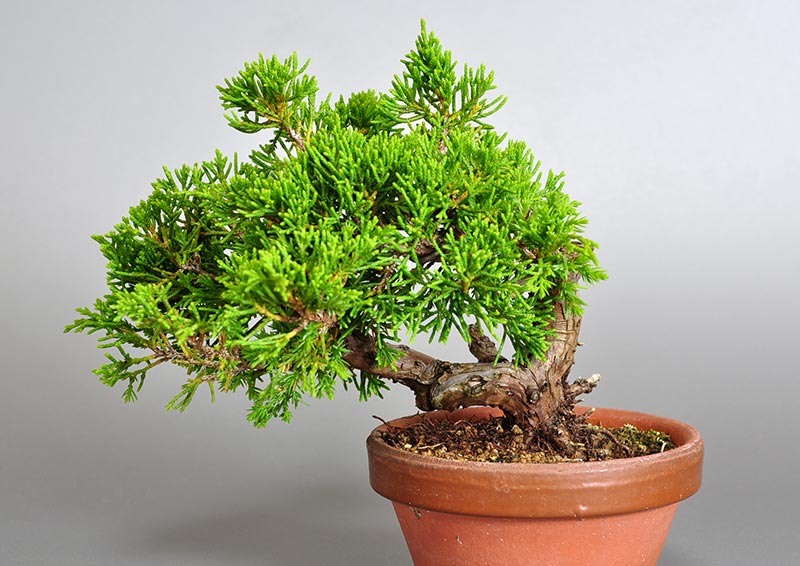 シンパク-J1-1（しんぱく・真柏）ミニ盆栽の販売と育て方・作り方・Juniperus chinensis bonsai
