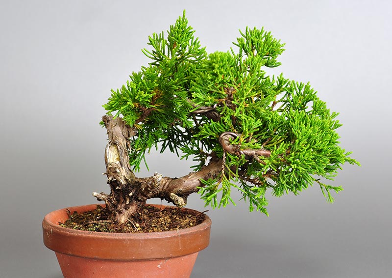 シンパク-J1-1（しんぱく・真柏）松柏盆栽を裏側から見た景色・Juniperus chinensis bonsai