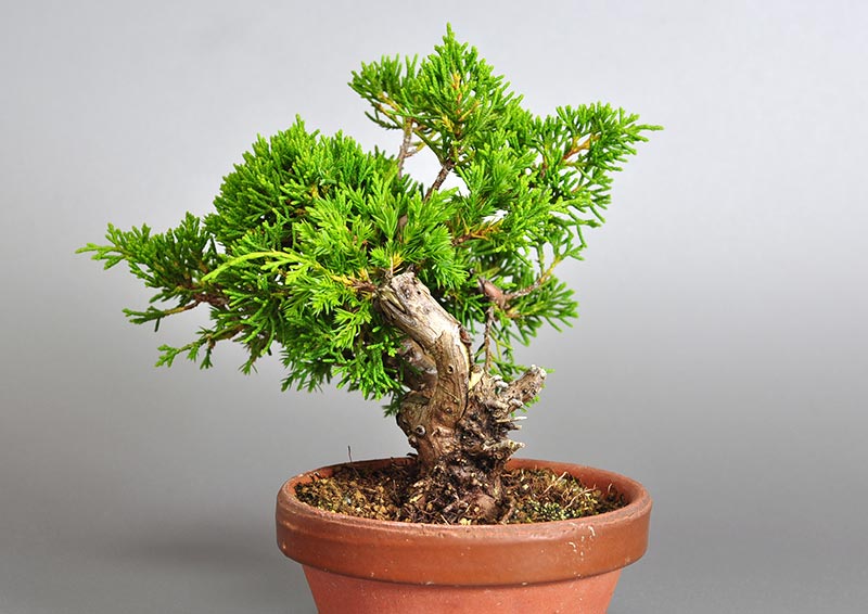 シンパク-J1-1（しんぱく・真柏）松柏盆栽を右側から見た景色・Juniperus chinensis bonsai