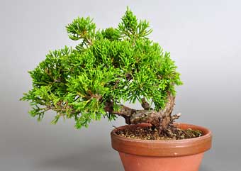 シンパク-J1（しんぱく・真柏）松柏盆栽の成長記録-1・Juniperus chinensis bonsai