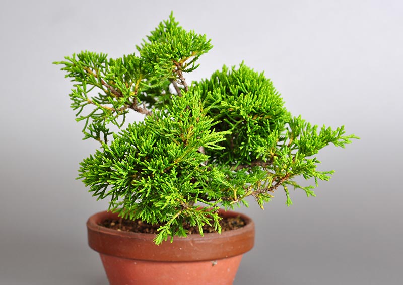 シンパク-J1-1（しんぱく・真柏）松柏盆栽を左側から見た景色・Juniperus chinensis bonsai
