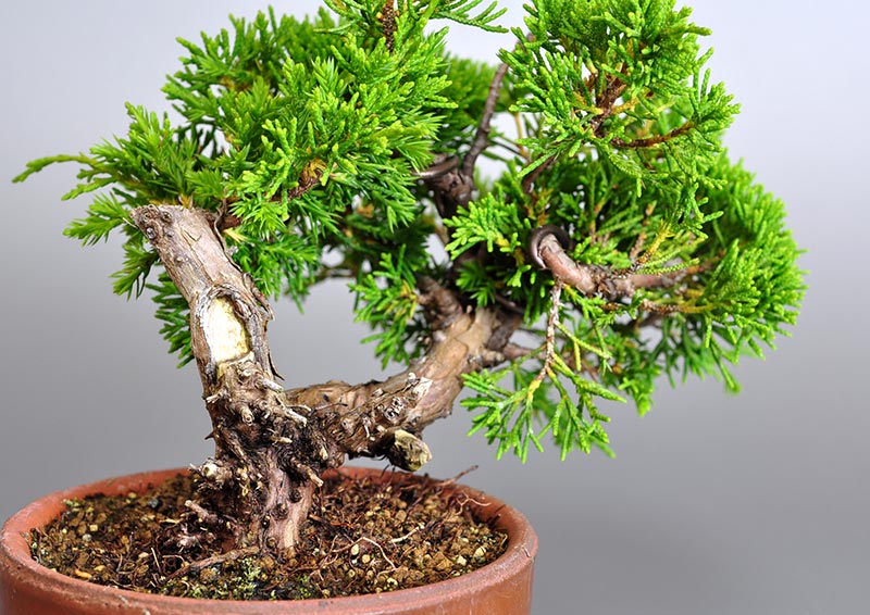シンパク-J1-1（しんぱく・真柏）松柏盆栽を別側から見た景色・Juniperus chinensis bonsai