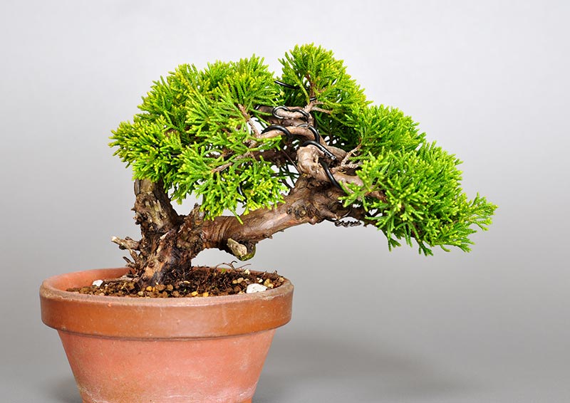 シンパク-J1（しんぱく・真柏）ミニ盆栽の販売と育て方・作り方・Juniperus chinensis bonsai