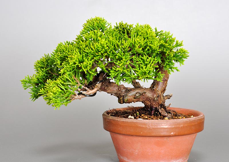 シンパク-J1（しんぱく・真柏）松柏盆栽を裏側から見た景色・Juniperus chinensis bonsai