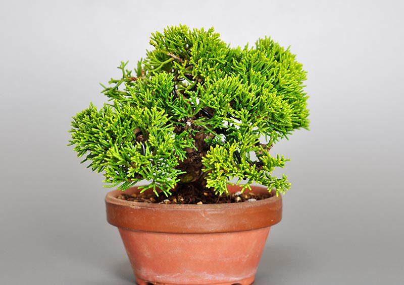 シンパク-J1（しんぱく・真柏）松柏盆栽を右側から見た景色・Juniperus chinensis bonsai