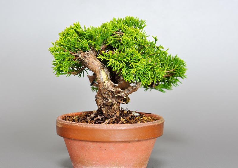 シンパク-J1（しんぱく・真柏）松柏盆栽を左側から見た景色・Juniperus chinensis bonsai